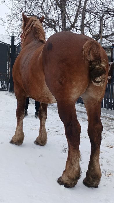 De vânzare armăsar