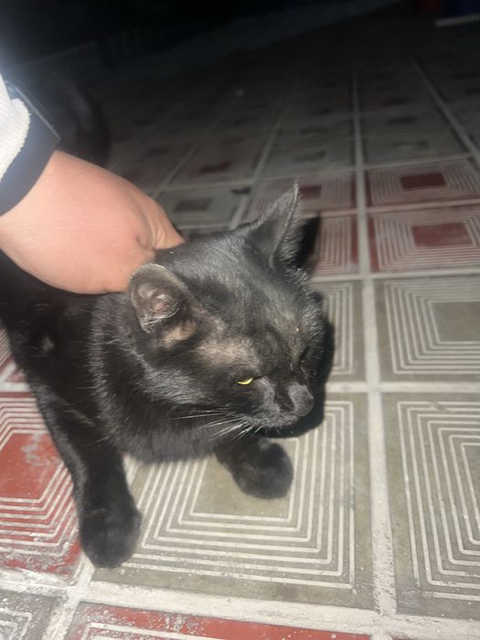 Продается котёнок