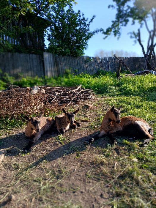 De vanzare Iezi Alpini: 2 fete și 2 baieti.Mai multe detalii la tel.