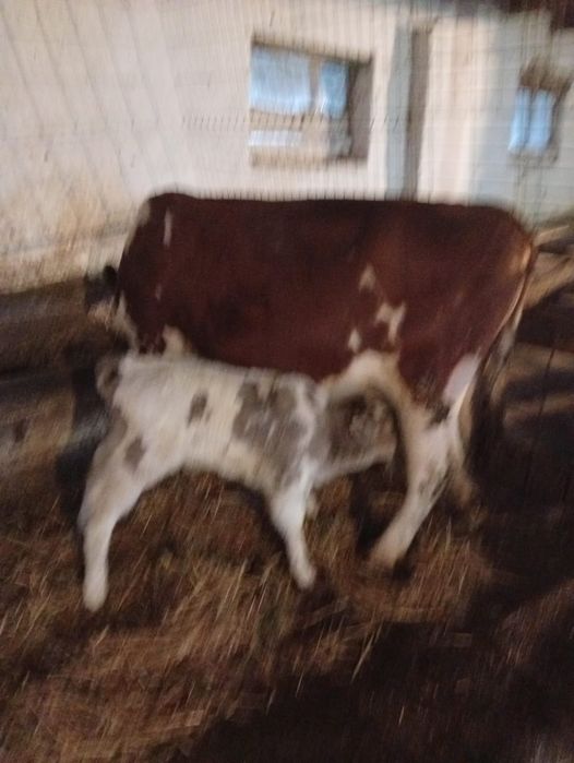 Vaca cu vițel belga