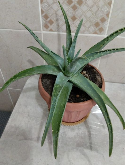 Продам алое (3 года)