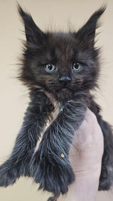 Элитные Котята Мейн-кун в Рассрочку