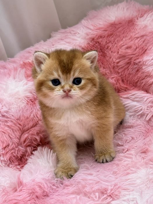 На продаже шотландские котятки