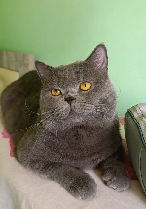 Вязка кота nasl olishga