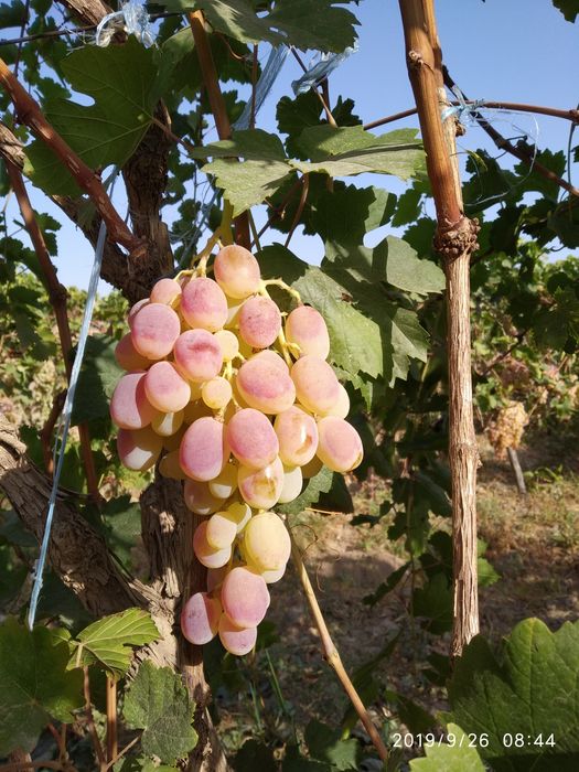 Uzum bor haladinikda