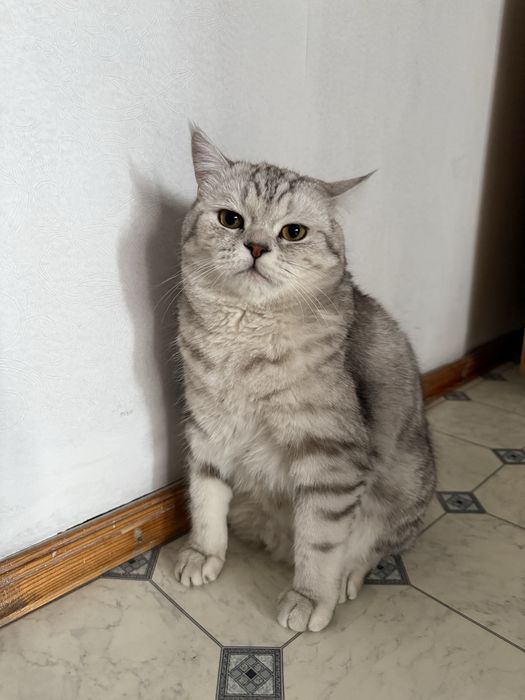 Отдадим  КОТА в хорошие руки
