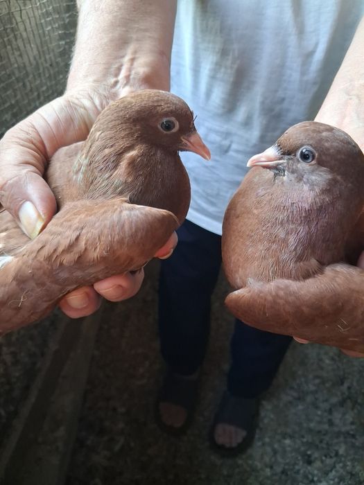 Голуби разные продам