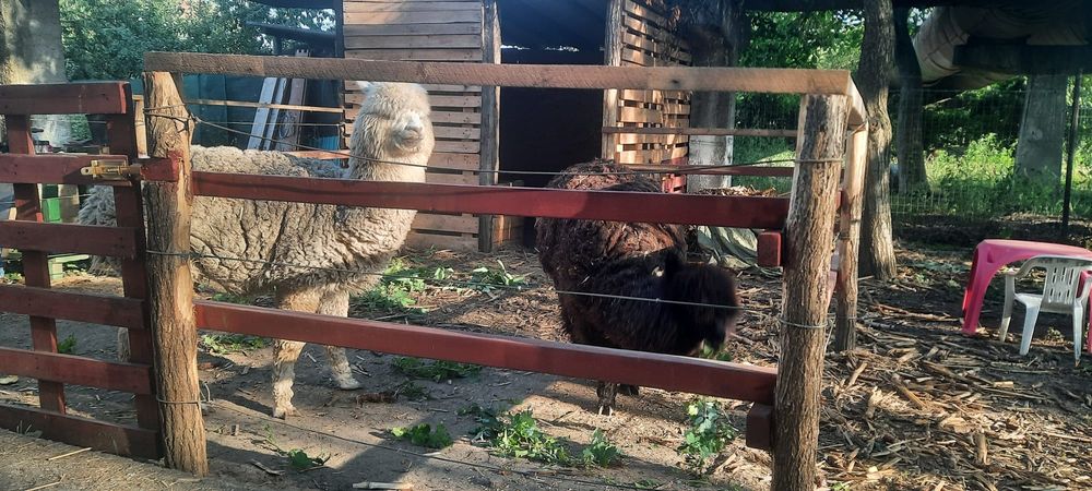 Alpaca de vanzare