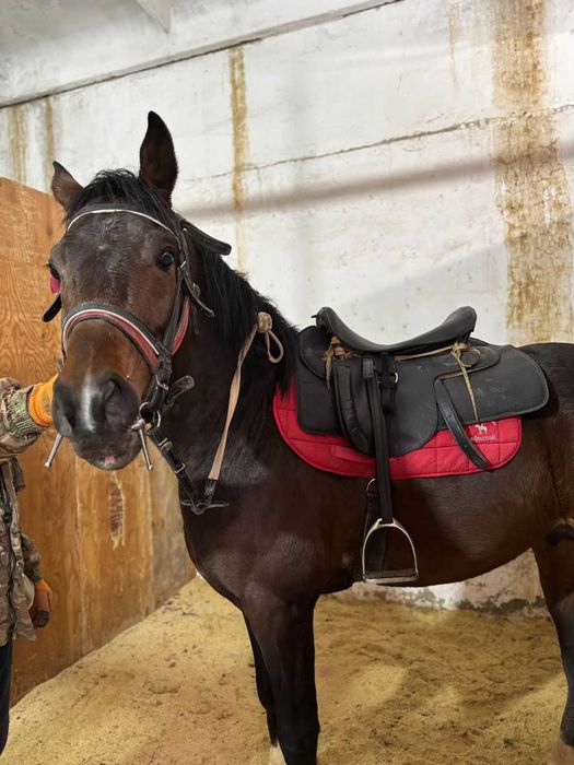 Продается лошадь Англо Араб