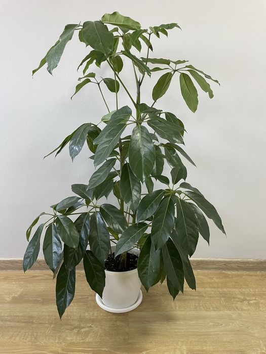 Комнатный цветок шеффлера