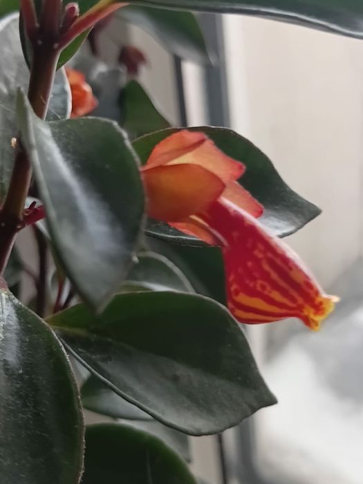 Комнатный цветок Неманантус (рыбка)