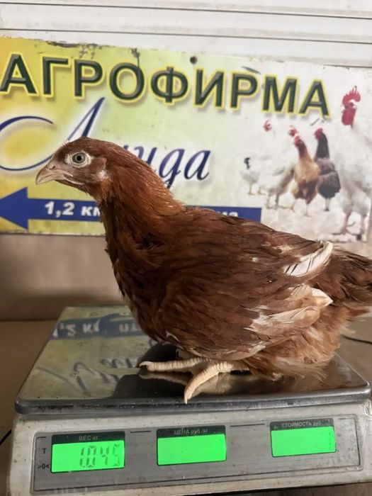 В продаже. Несушка молодка .