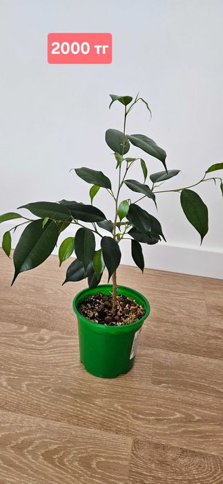 Фикус эластика, фикус бенджамина