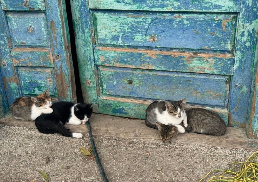 DONEZ pui de pisică