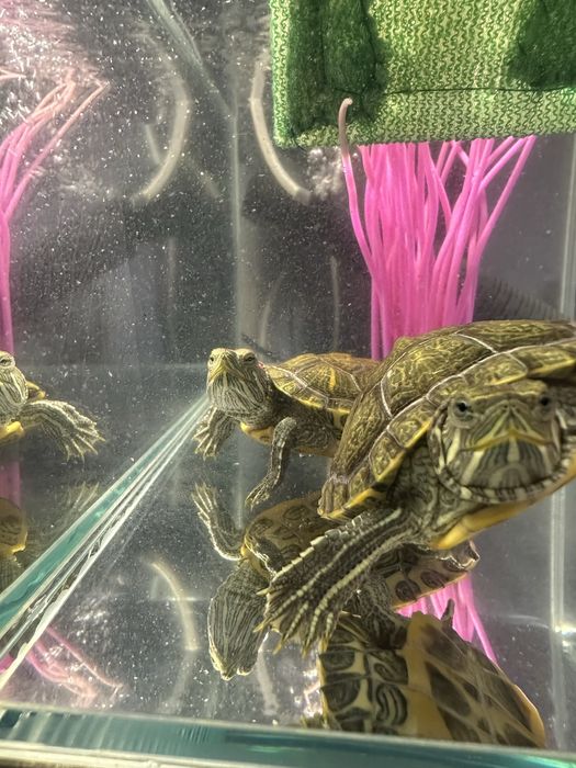 Продам Красноухих черепах