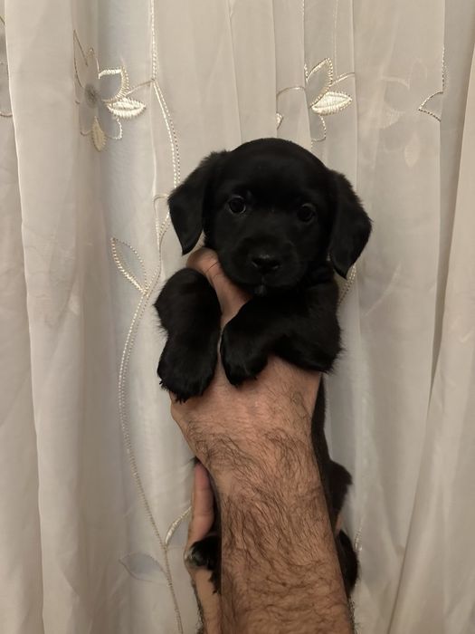 Отдам в добрые руки щенка