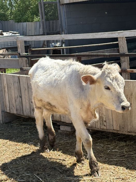 Тайынша (телки) 1жастан асқан сатылады