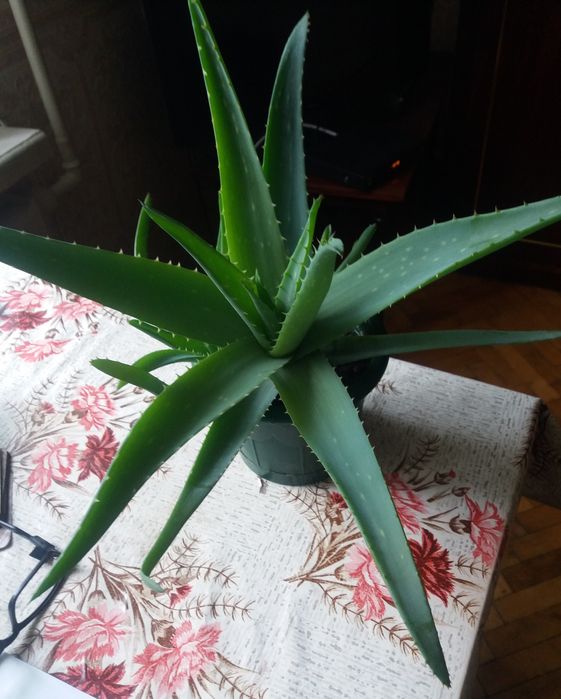 Алое лечебный 2 ,5 года