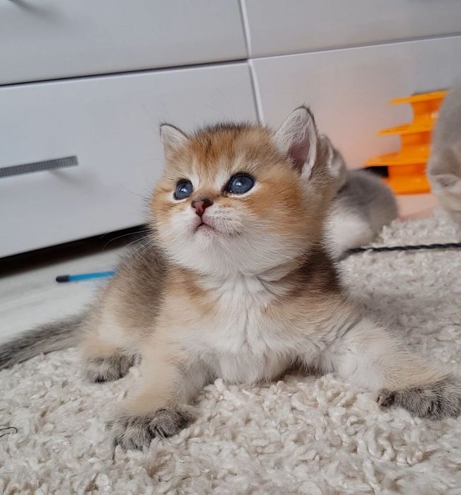 Sotladi qurbon xayt ga arzon