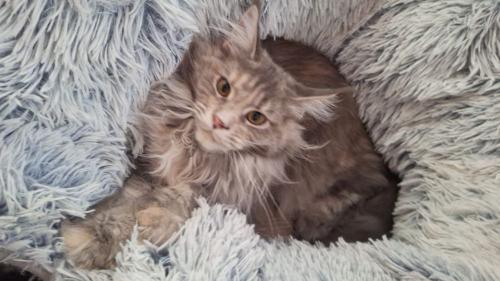 Кошечки мейнкуны