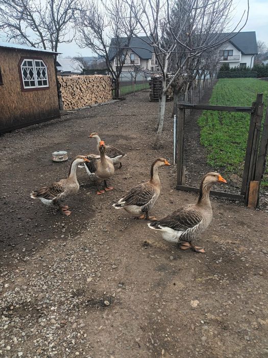 Ouă de gâscă ,incubație sau consum