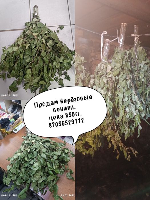 Продам берёзовые веники