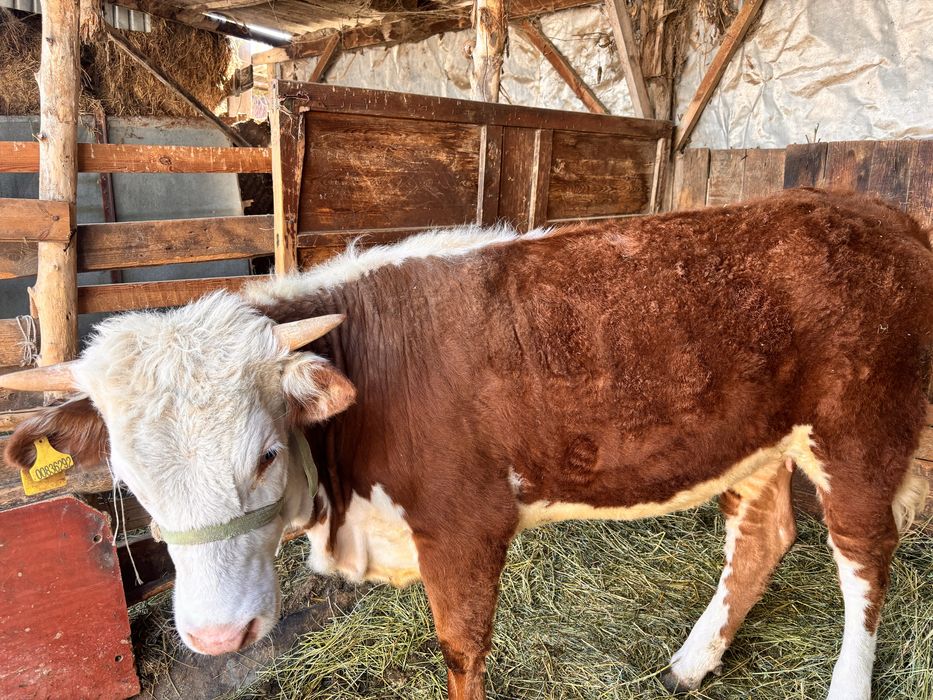 Телочка семыз.