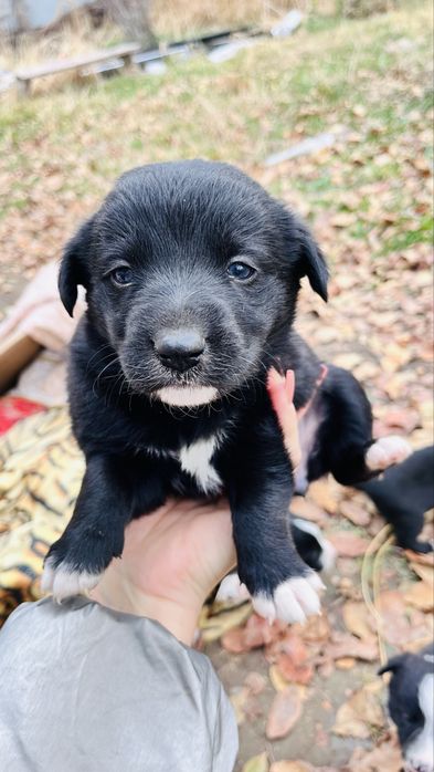 БЕСПЛАТНО Щенята -Долан Каскелен