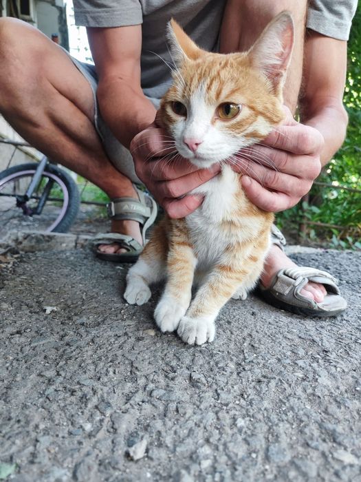 Отдам Кота в хорошие руки