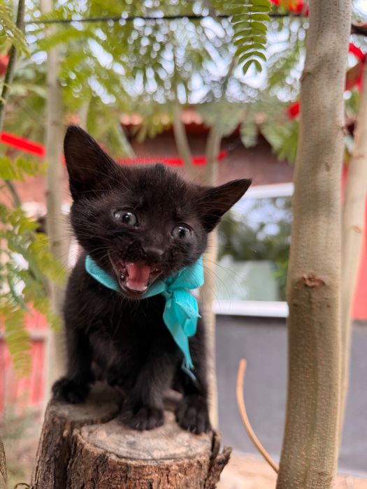 Pisici adorabili spre adopție