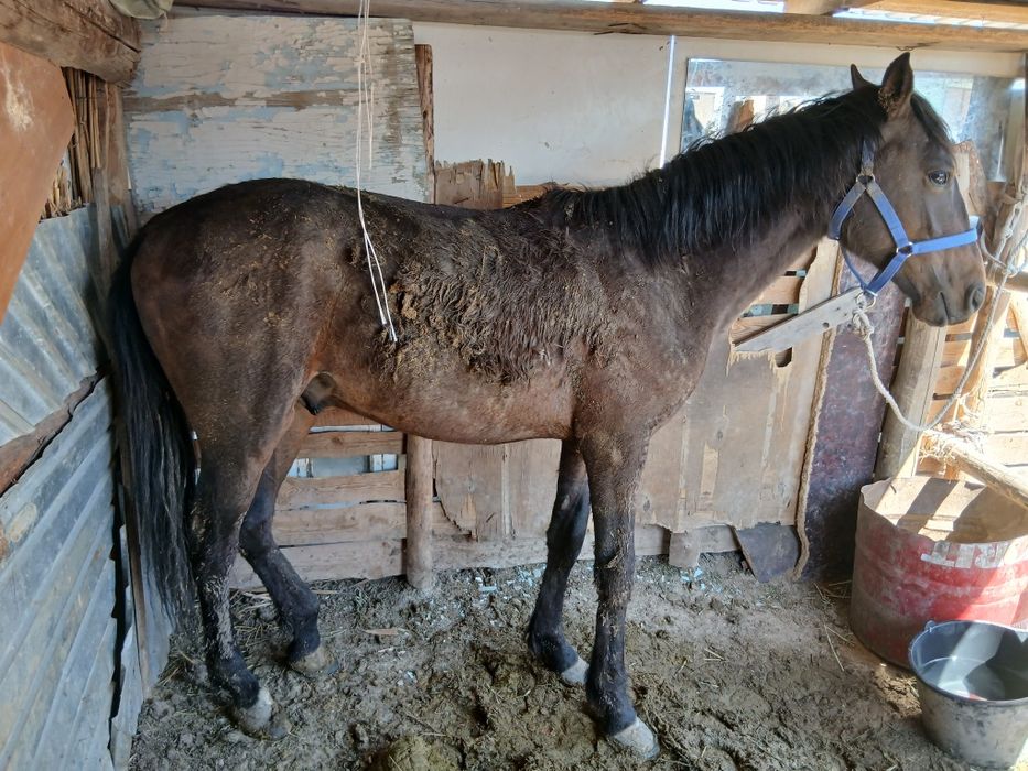 Тәуір құнан сатылады