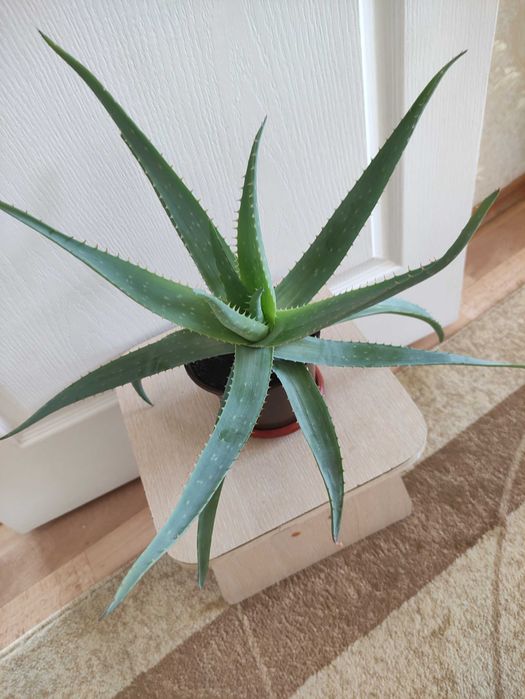 Алоэ вера 2500 .