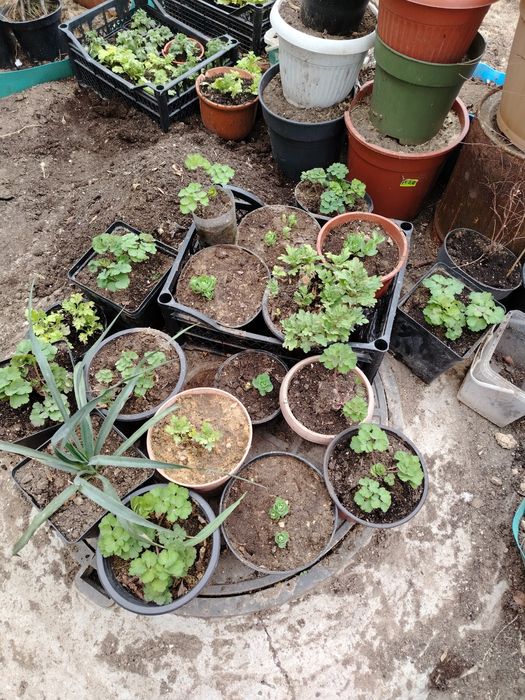 Продам растения для сада