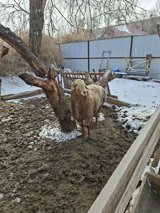 Гиссар тұқымының қозысы сатылады