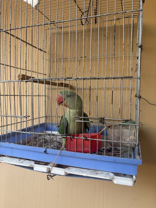 Говорящий попугай