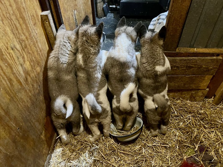 Щенки Американские акиты