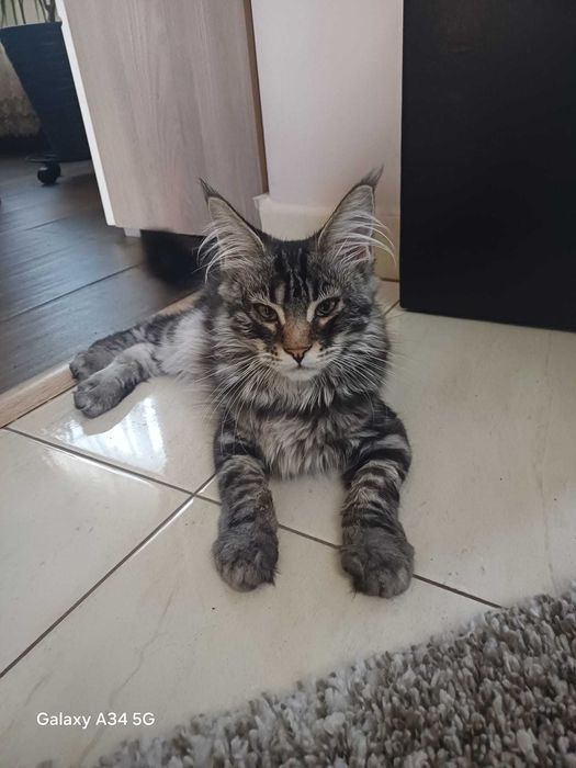 Pisica Maine Coon cu Pedigree si drep de reproducere