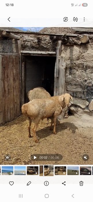 Кошкарлар сатылады