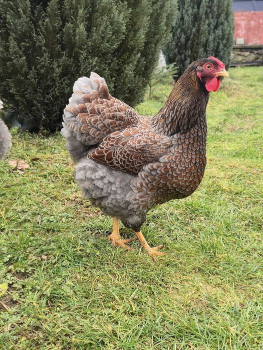 Ouă incubat rasă Wiandotte