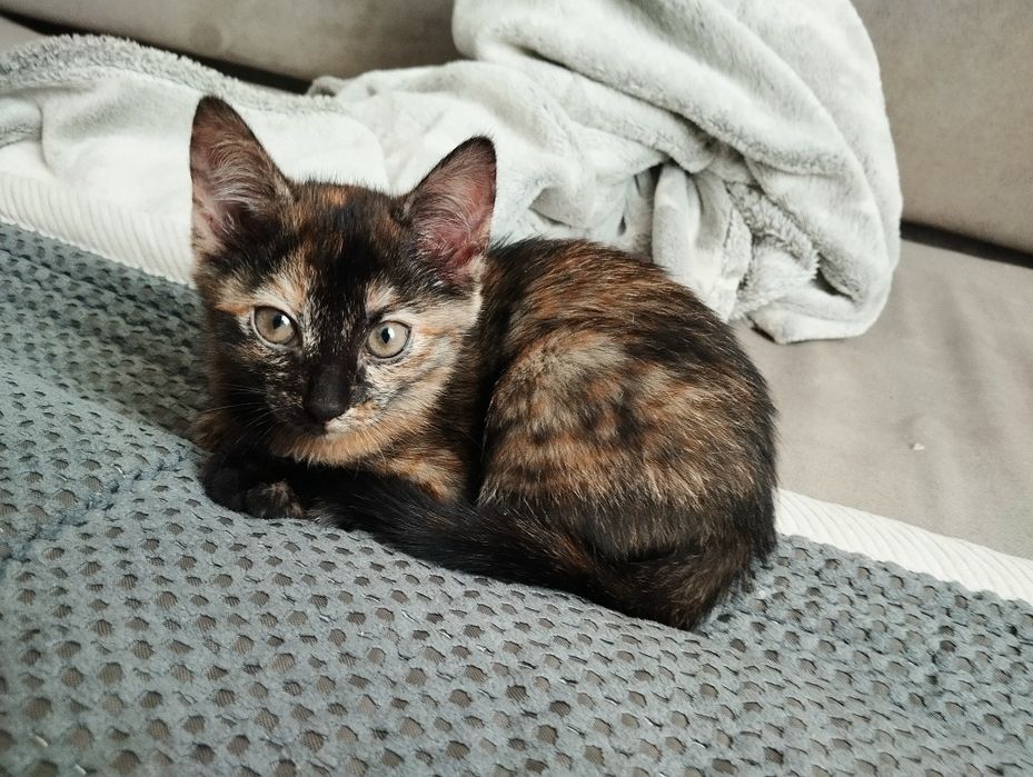 Кошечки 2. 2.5 месяца
