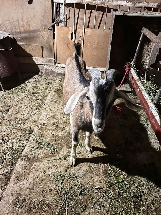 Нубин така сотилади