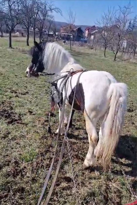 Ponei Armăsar disponibil pentru montă,din județul Argeş!