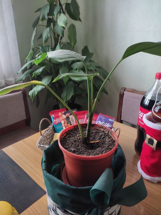 Цветочки  домашние