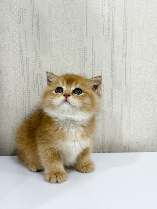 Шотландская золотая шиншилла