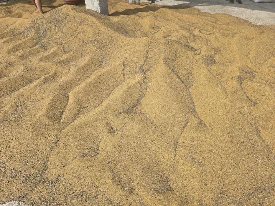 Sămânță de lucerna