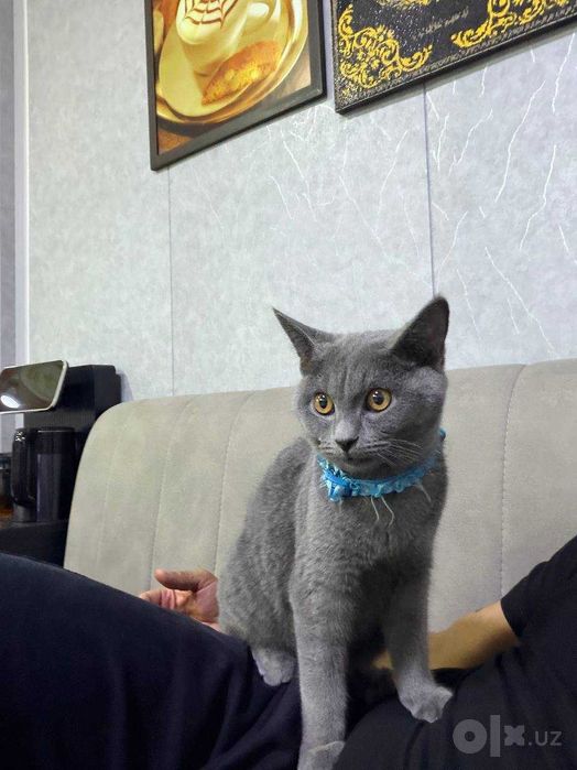 Срочно продам Кота, Британца