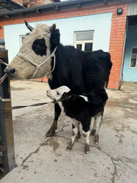 Қара қасқа Қашар бұзаулы