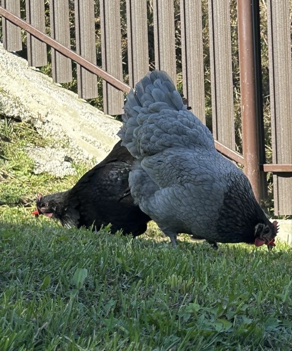 Ouă (găini din rasa Australorp)
