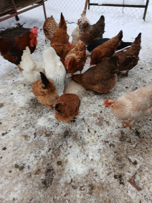 De vânzare găini de casa