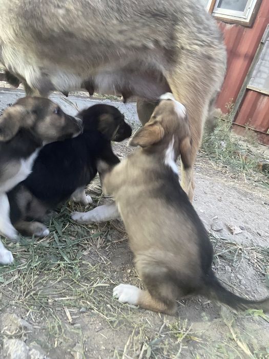 Щенята в добрые руки